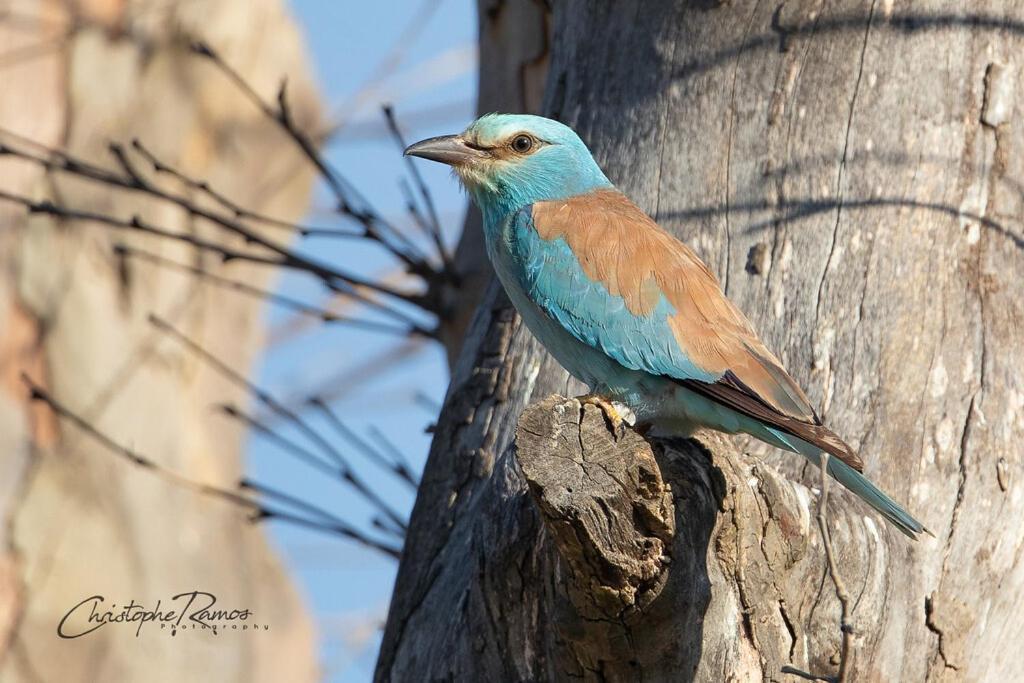 Bed and Breakfast L'Oiseau Bleu Rollier Roubia Экстерьер фото